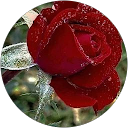 Pooja S. profile picture